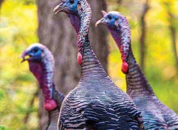 Indiana hunting seasons 2022: Here's what you should know