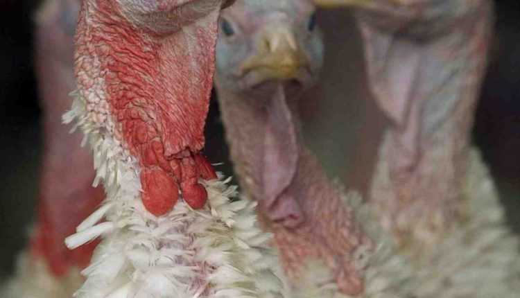 State officials: Bird flu found at 4th Indiana turkey farm