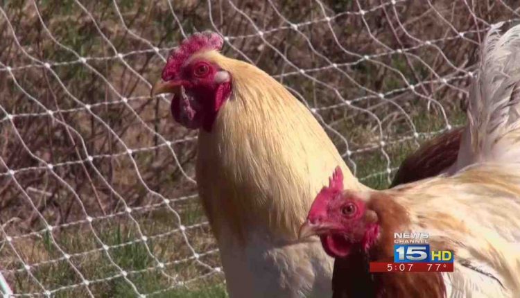 U.S. confirms highly pathogenic bird flu at Indiana turkey farm