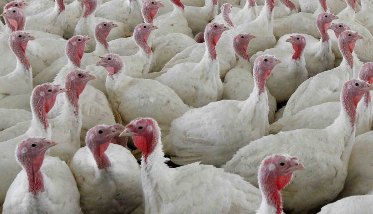 U.S. confirms highly pathogenic bird flu at Indiana turkey farm
